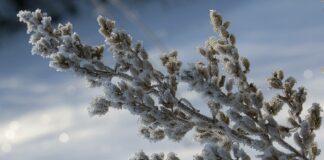 В Україну на Різдво повернуться сильні морози: синоптики оприлюднили прогноз погоди до кінця тижня - today.ua