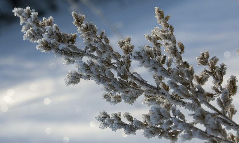 В Украину на Рождество вернутся сильные морозы: синоптики обнародовали прогноз погоды до конца недели - today.ua