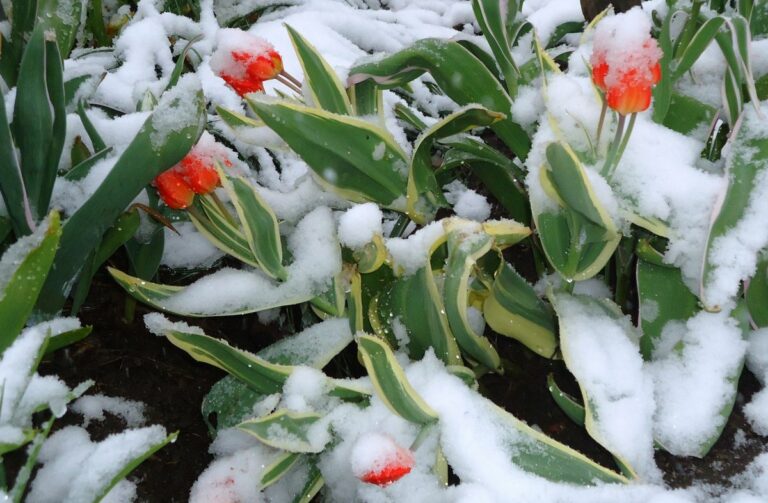 Морози в Україні протримаються до Великодня: синоптики дали тривожний прогноз погоди на весну 2022 - today.ua