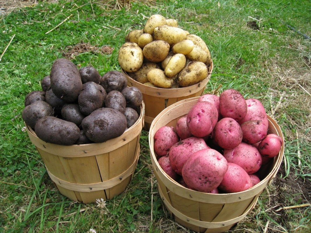 Картофель чернеет внутри и портится: как продлить срок годности овощей