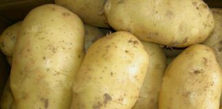 В Україні вирощуватимуть новий сорт картоплі для приготування “фрі“ - today.ua