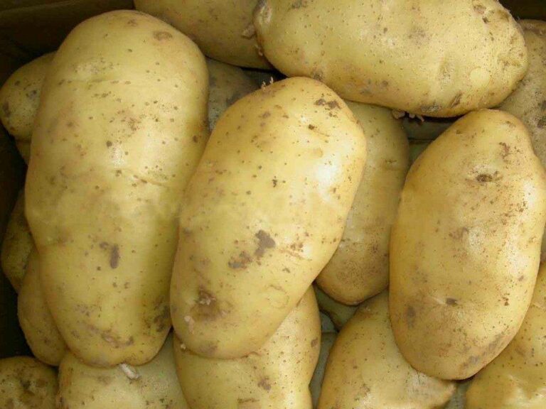 В Україні вирощуватимуть новий сорт картоплі для приготування “фрі“ - today.ua