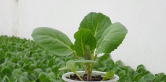 Как вырастить рассаду капусты в домашних условиях: опытные дачники дали совет  - today.ua
