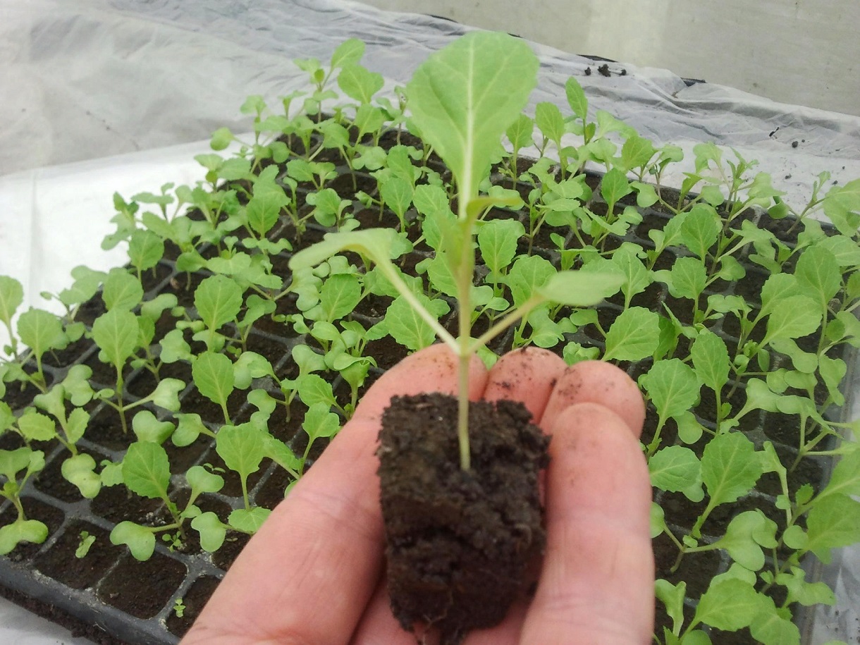 Как вырастить рассаду капусты в домашних условиях: опытные дачники дали совет 