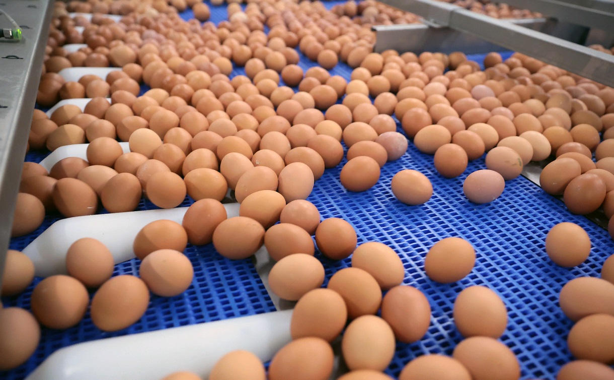 Стоимость куриных яиц в Украине снижается: как изменились цены на популярный продукт в феврале