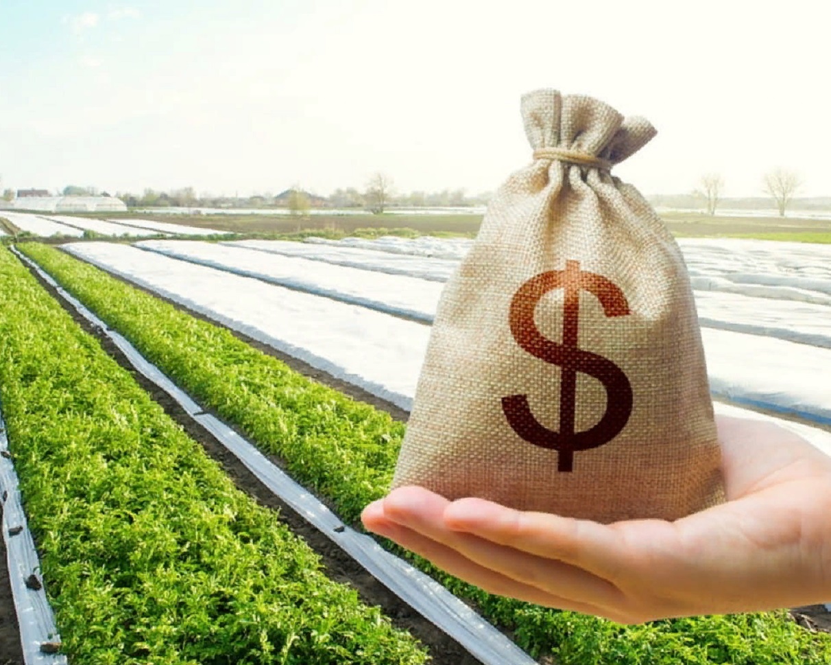 В Україні знижуються ціни на землю: у яких областях можна купити дешеву ділянку - today.ua