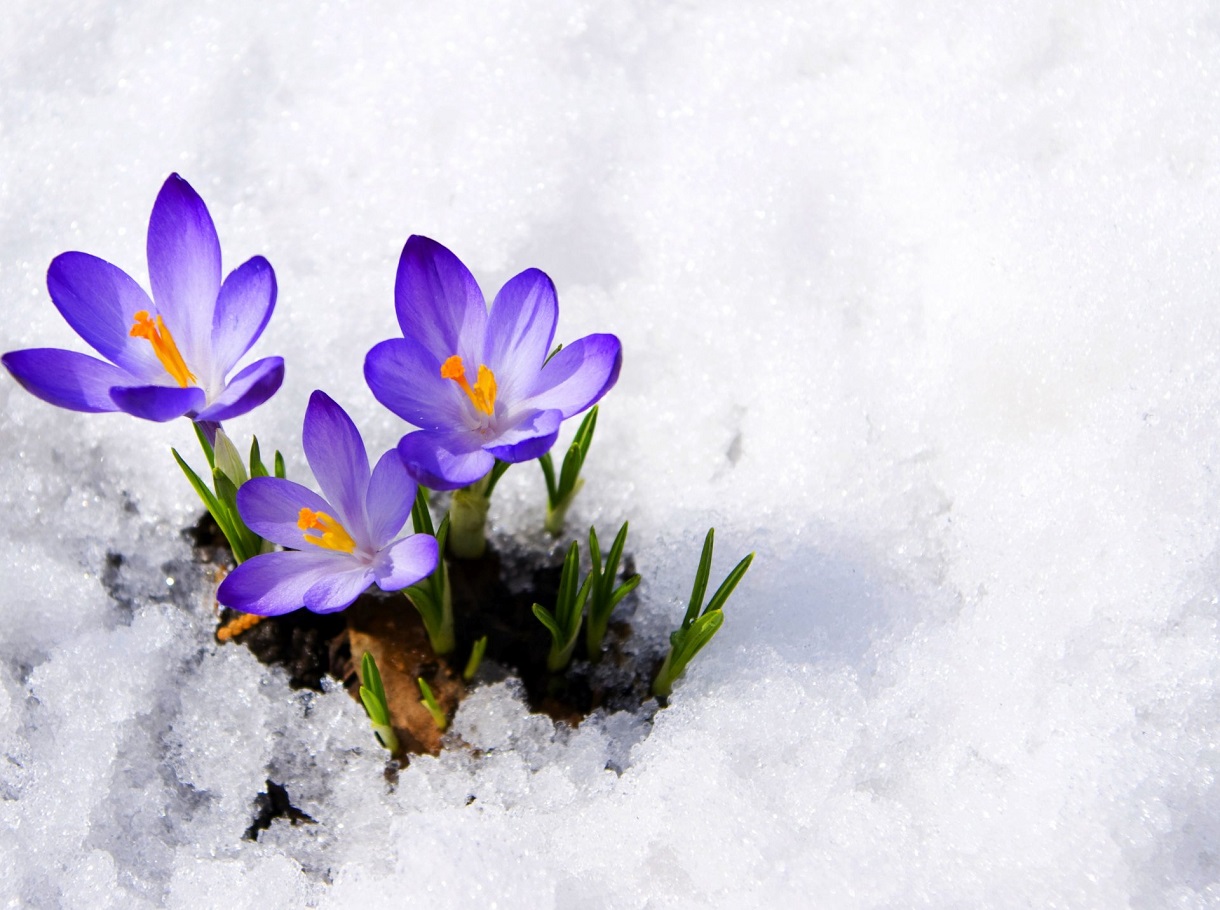 Весна начнется внезапно: климатологи удивили украинцев прогнозом погоды на март, апрель и май