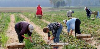Фермерів в Україні звільнили від сплати податків на прибуток: кому з виробників пощастило - today.ua