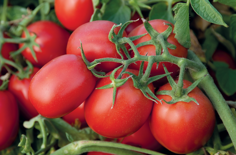 Названы сорта помидоров, рассада с которых даст щедрый урожай   