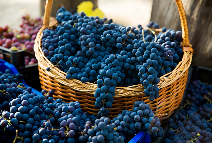 По 130 гривен за килограмм: цены на фрукты в Украине резко изменились