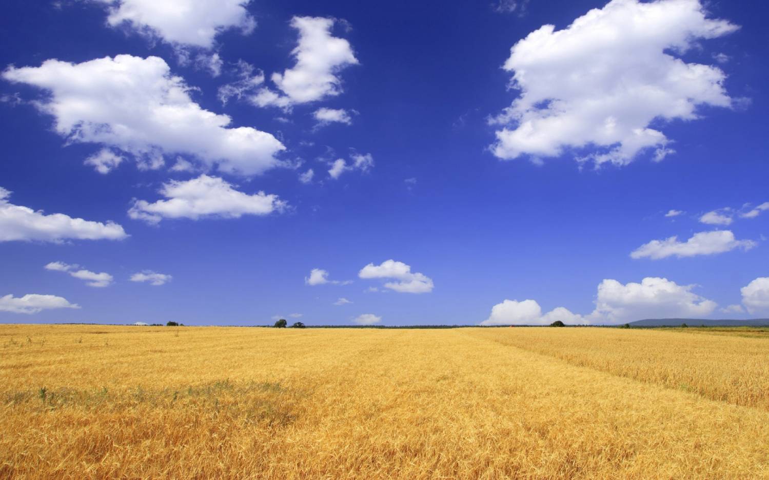 В Україні зросла вартість землі: озвучено ціни за гектар у різних регіонах країни