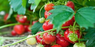 Чим підживити полуницю навесні: рецепт натурального добрива від досвідчених городників - today.ua