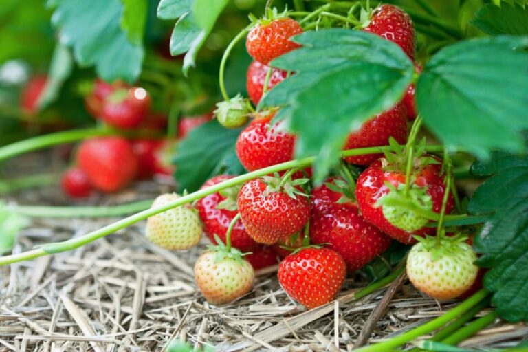 Чим підживити полуницю навесні: рецепт натурального добрива від досвідчених городників - today.ua