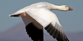 “Ой летіли дикі гуси“: птахи збили над Україною російський винищувач - today.ua