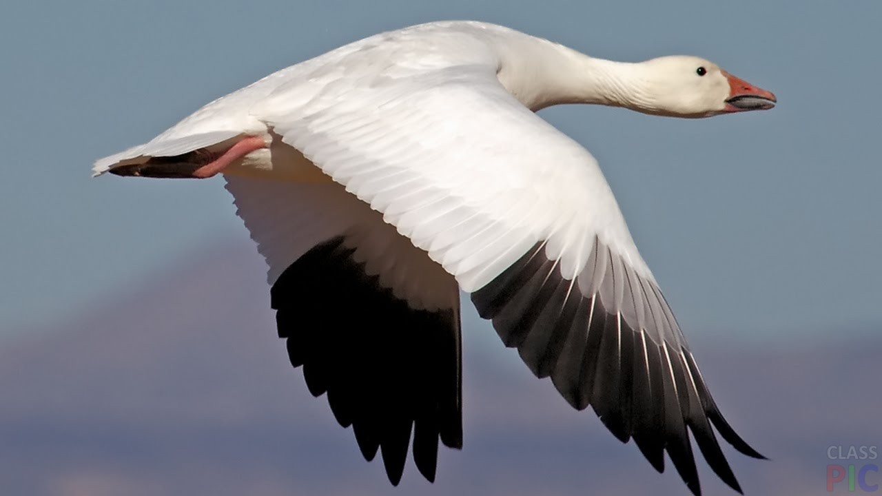 "Ой летіли дикі гуси": птахи збили над Україною російський винищувач