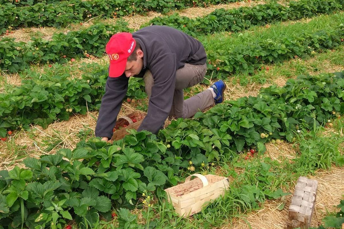 У Польщі не вистачає українських працівників: під загрозою збирання врожаю полуниці