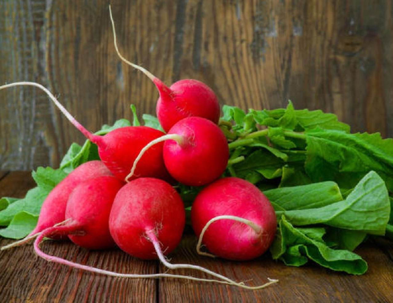 Як виростити крупну редиску: найважливіші секрети отримання хорошого врожаю - today.ua