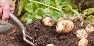Выращивание картофеля на участке: названы способы получить большой урожай - today.ua