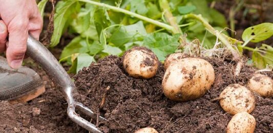 Выращивание картофеля на участке: названы способы получить большой урожай - today.ua
