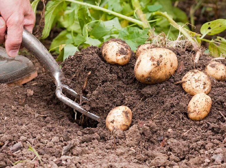 Вирощування картоплі на ділянці: названо способи отримати великий урожай - today.ua