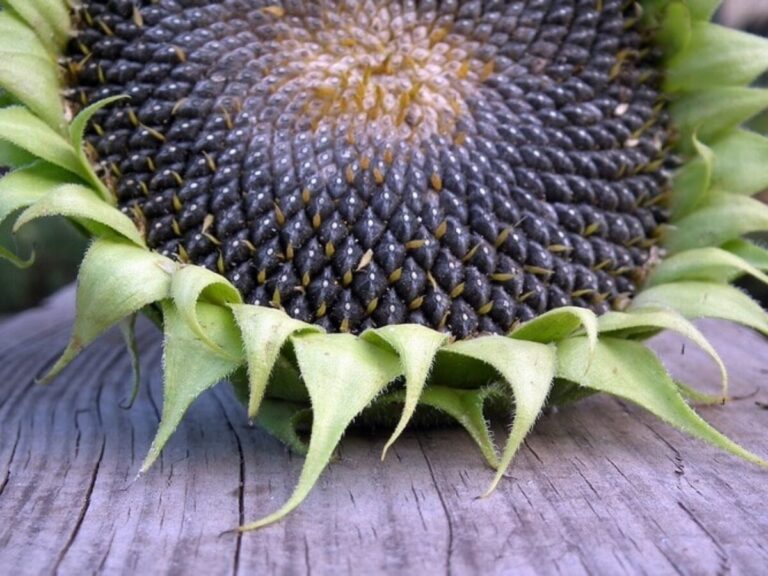 Що зміниться в організмі, якщо часто їсти насіння соняшника - today.ua