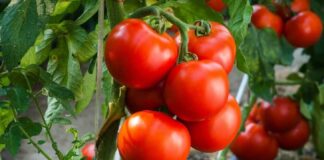 Подкормка для помидоров из дрожжей: рецепт самого эффективного натурального удобрения - today.ua