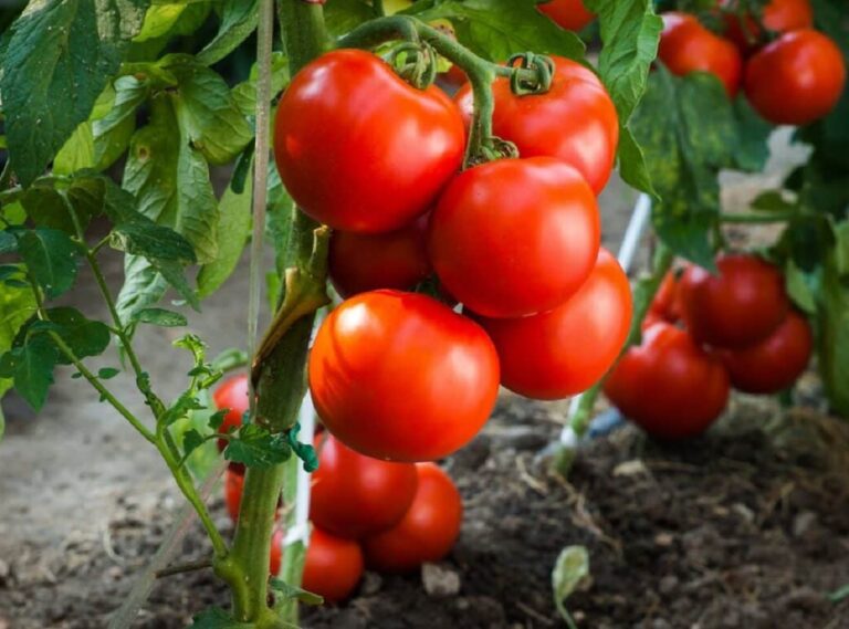 Подкормка для помидоров из дрожжей: рецепт самого эффективного натурального удобрения - today.ua