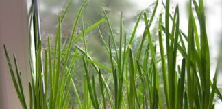 Як виростити зелену цибулю на підвіконні за прискореним методом у воді або в ґрунті - today.ua
