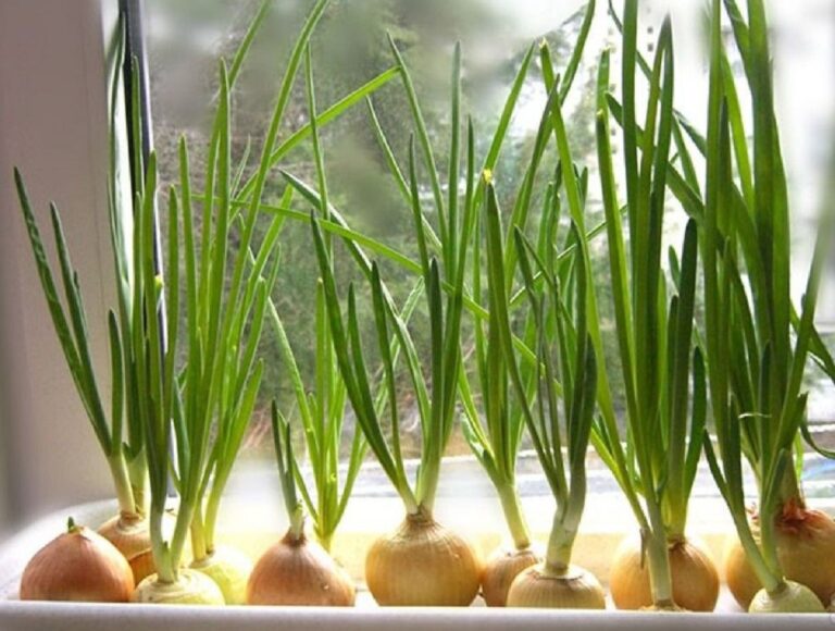 Як виростити зелену цибулю на підвіконні за прискореним методом у воді або в ґрунті - today.ua