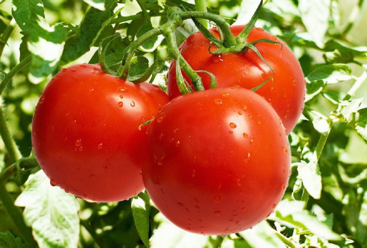 Підживлення для збільшення врожайності помідорів: хитрість сільських жителів