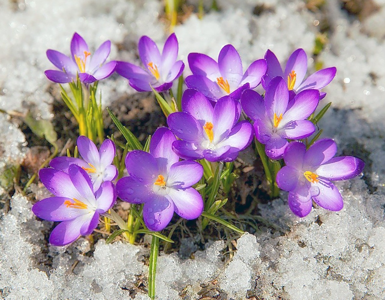 Ударят морозы до -10: синоптики предупредили о холодных циклонах в апреле