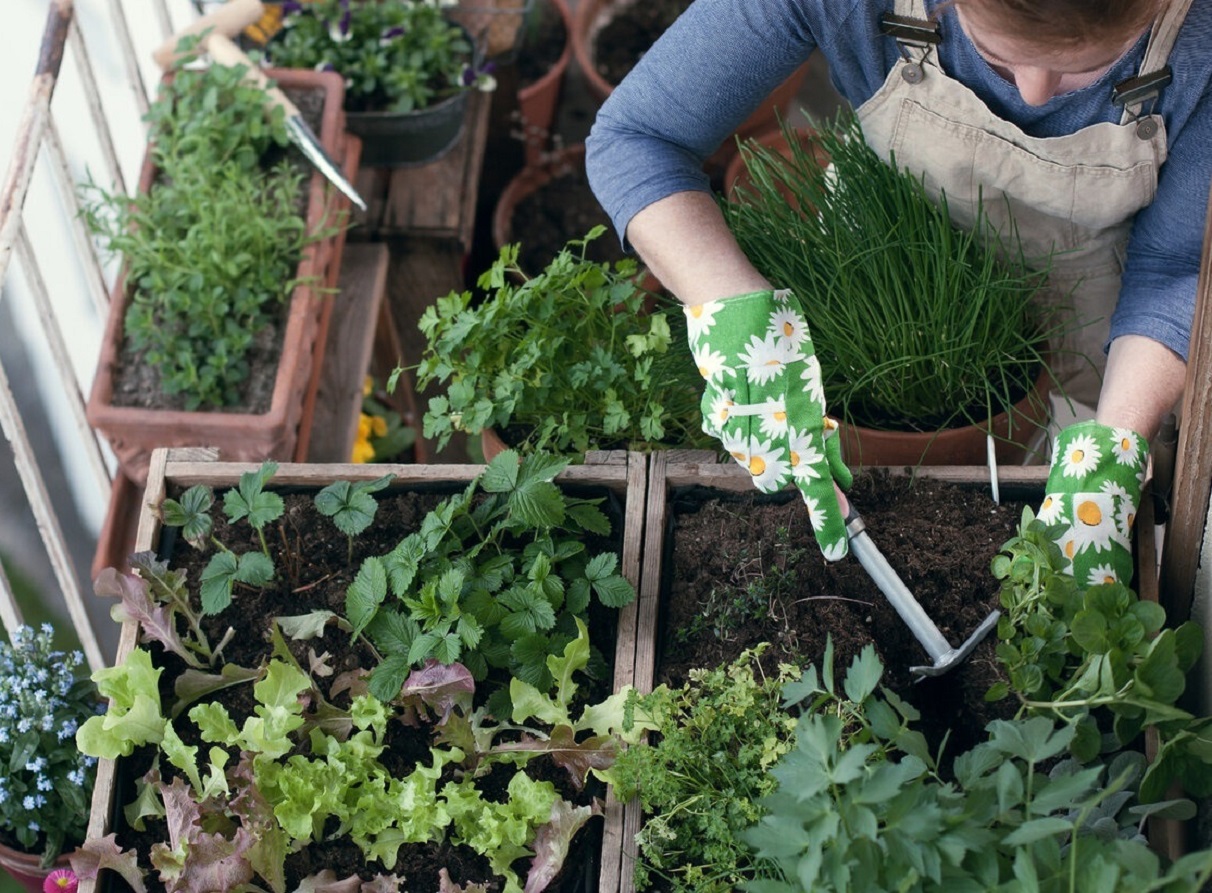 Урожай на подоконнике: семь овощей, которые можно выращивать в квартире
