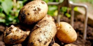 Китайская технология выращивания картофеля: как из одного клубня собрать ведро урожая - today.ua