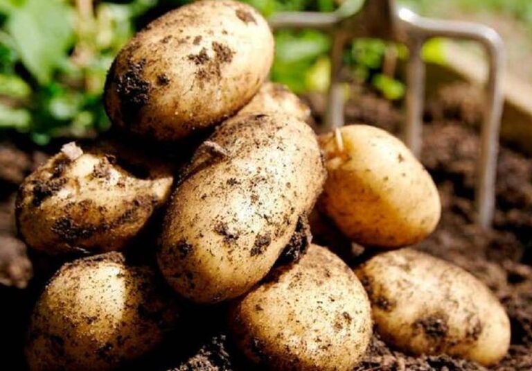 Китайская технология выращивания картофеля: как из одного клубня собрать ведро урожая - today.ua