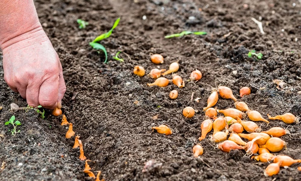 Секрети вирощування цибулі на присадибній ділянці: як отримати рясний урожай
