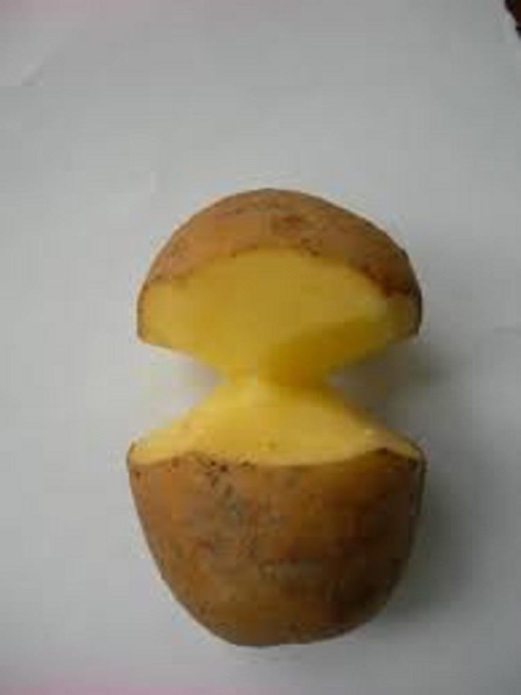 Китайська технологія вирощування картоплі: як з однієї бульби зібрати відро врожаю