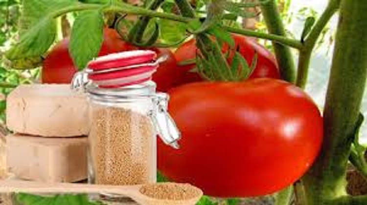 Подкормка для помидоров из дрожжей: рецепт самого эффективного натурального удобрения