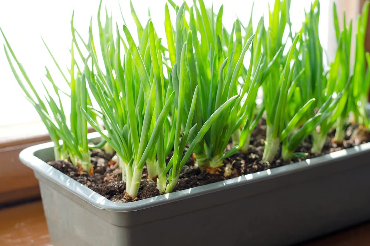 Как вырастить зеленый лук на подоконнике по ускоренному методу в воде или в грунте