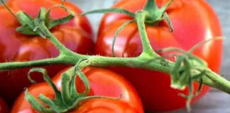 Підживлення для збільшення врожайності помідорів: хитрість сільських жителів - today.ua