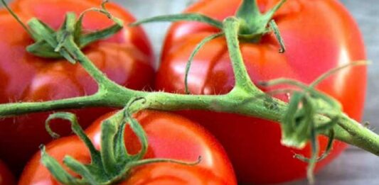 Подкормка для увеличения урожайности помидоров: хитрость сельских жителей - today.ua
