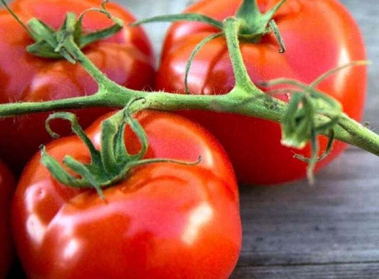 Підживлення для збільшення врожайності помідорів: хитрість сільських жителів - today.ua