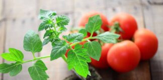 Як вибрати якісну розсаду помідорів на ринку - today.ua