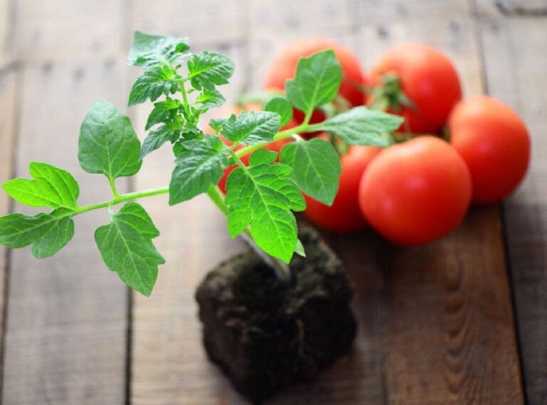 Как выбрать качественную рассаду помидор на рынке - today.ua