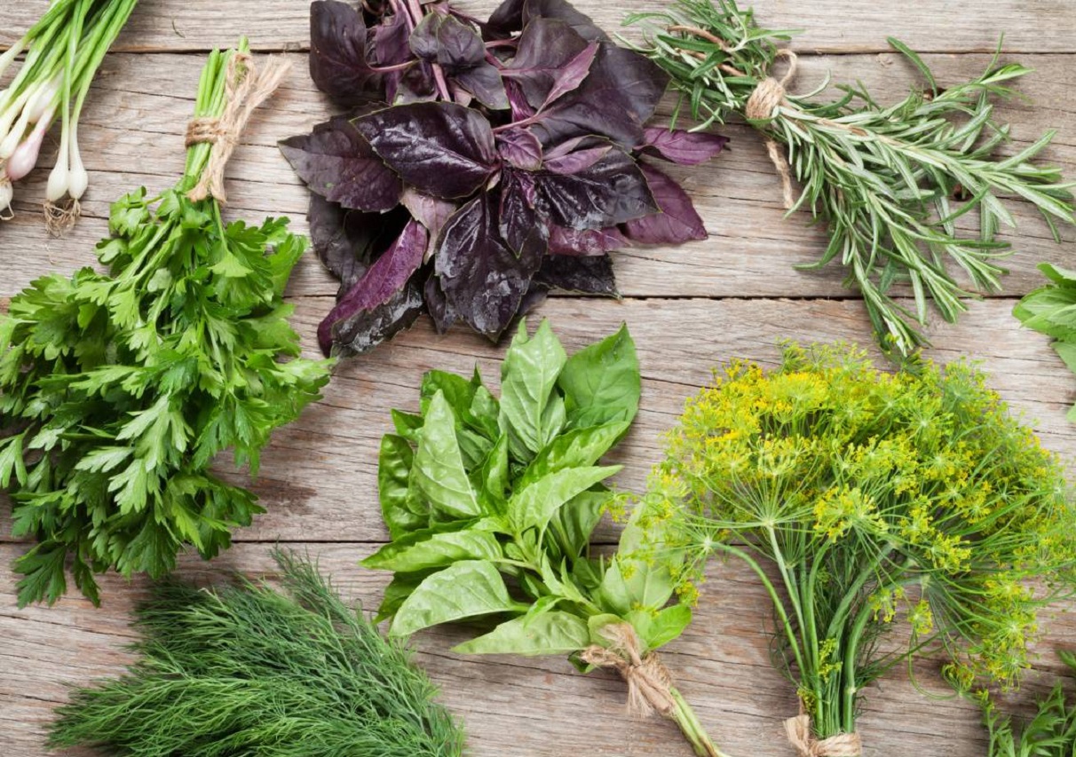 Выращивание зелени в открытом грунте: когда сеять семена, чтобы получить хороший урожай