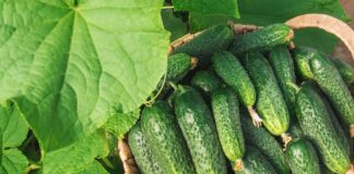 Как получить хороший урожай огурцов: три обязательных правила выращивания - today.ua