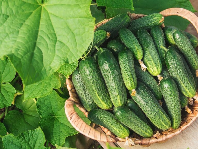 Як отримати добрий урожай огірків: три обов'язкові правила вирощування - today.ua