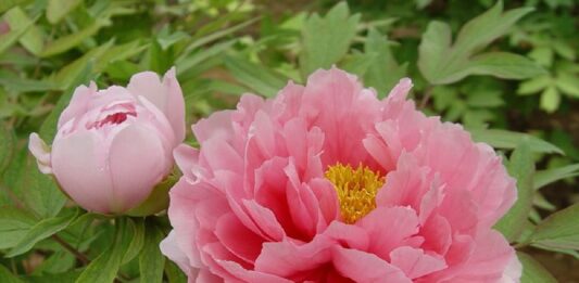 Подкормка для пионов весной: рецепт удобрения, которое вызовет пышное и продолжительное цветение - today.ua