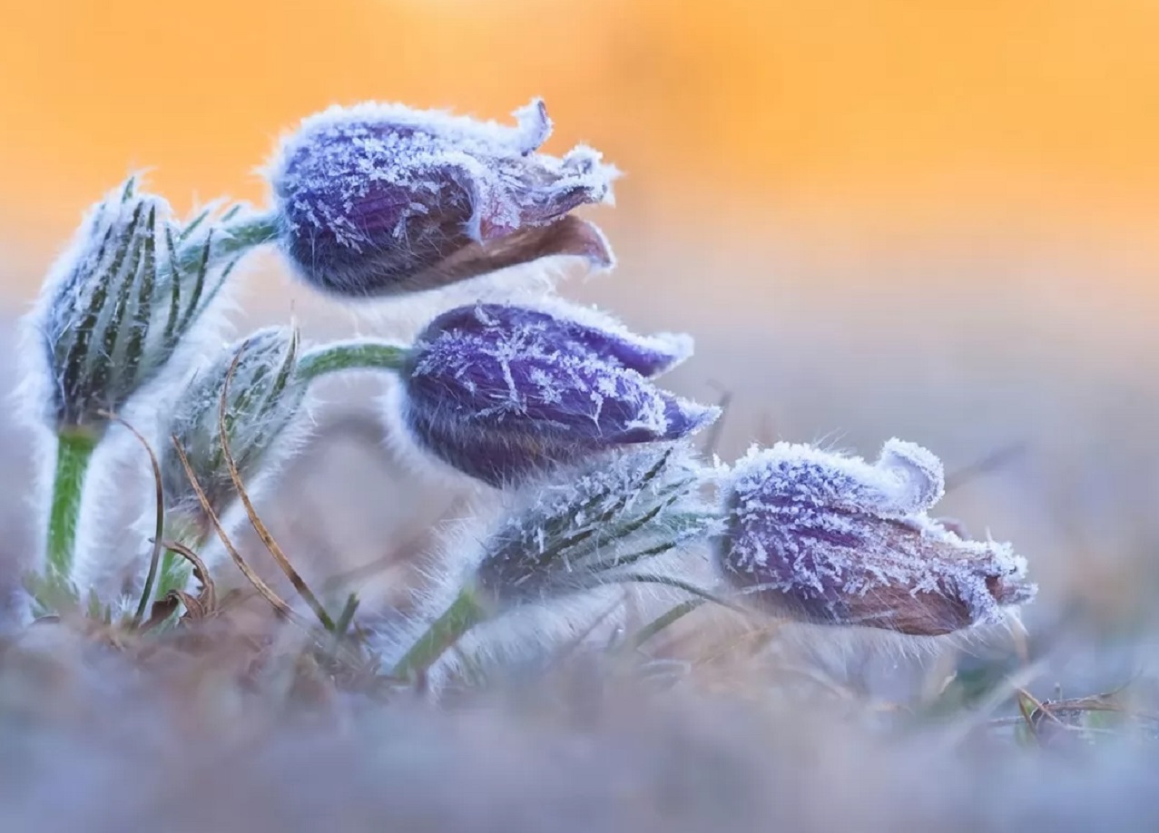 На Украину обрушатся заморозки: синоптики предупредили об опасных изменениях погоды
