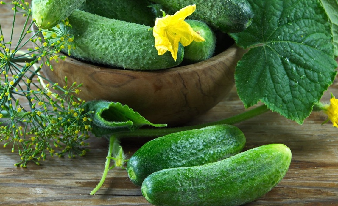 Як отримати добрий урожай огірків: три обов'язкові правила вирощування
