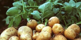 Добрива, що можуть занапастити картоплю: які підживлення перешкоджають росту бульб - today.ua